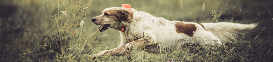 Perros Deportivos